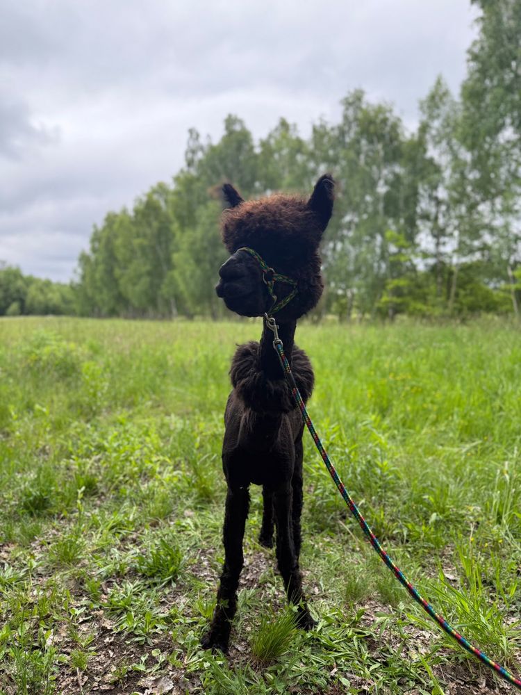 Alpaca alpaka samiec huacaya