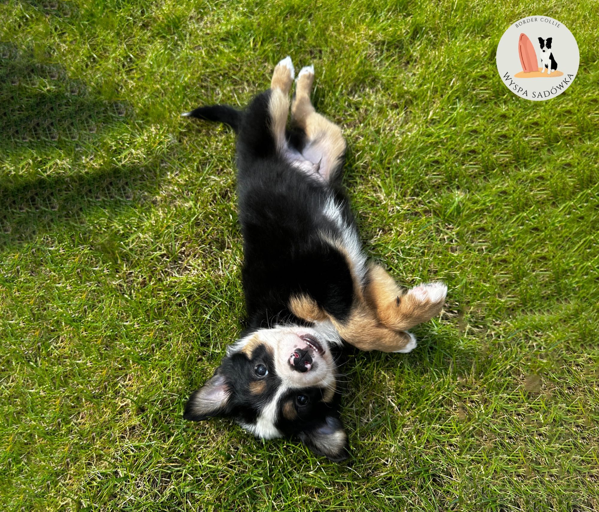 Piesek Border Collie Tricolor brązowy z Rodowodem + bogata wyprawka