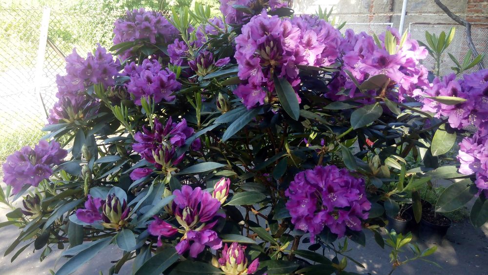 Рододендрон \Mogambo\ вис 120-140см\Крупномiр\12500гр.