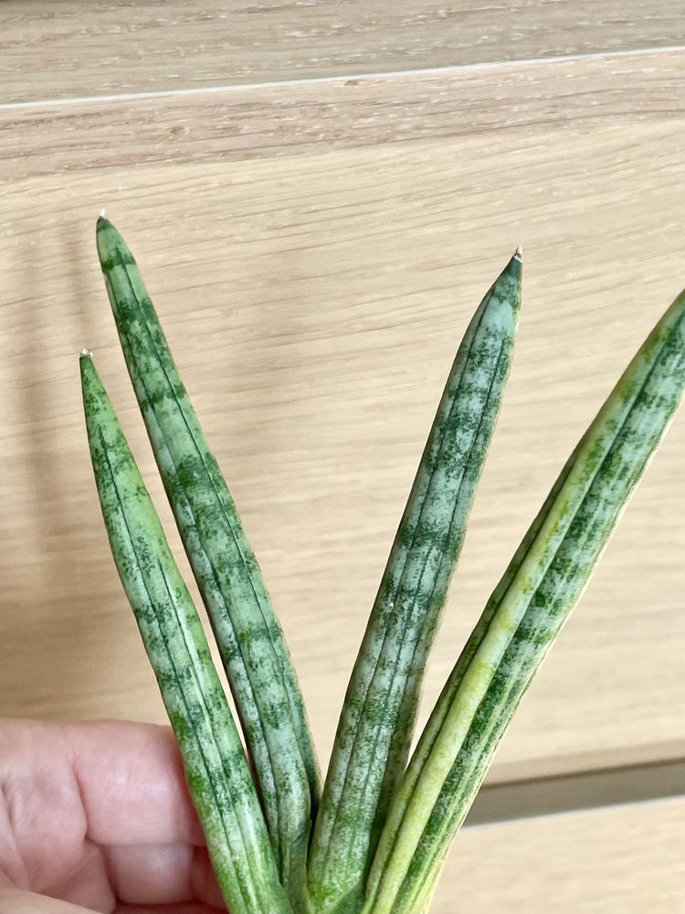 Sansevieria Boncel variegated z młodym sansewieria