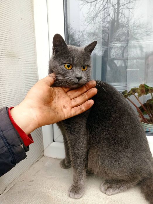 Віддам кота безкоштовно