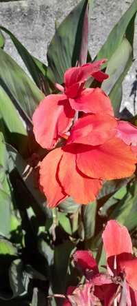 vendar iris e cannas