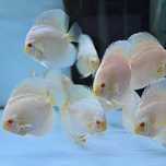 Vendo discus super premium