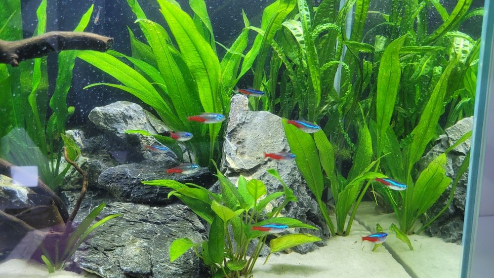 Akwarium 80l  z życiem i wszelkimi akcesoriami