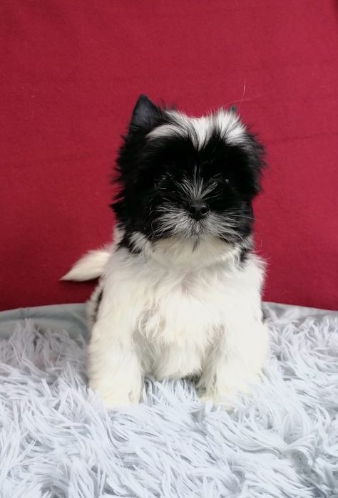 York Black & White Yorkshire Terrier Yorki