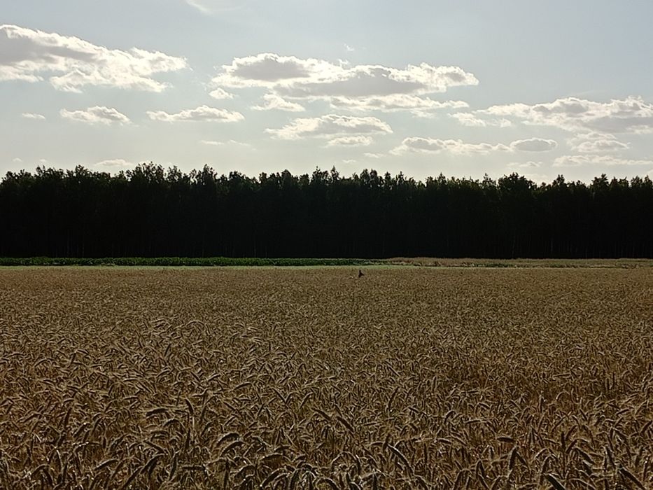 Działka rekreacyjna 1714m2 z MPZP