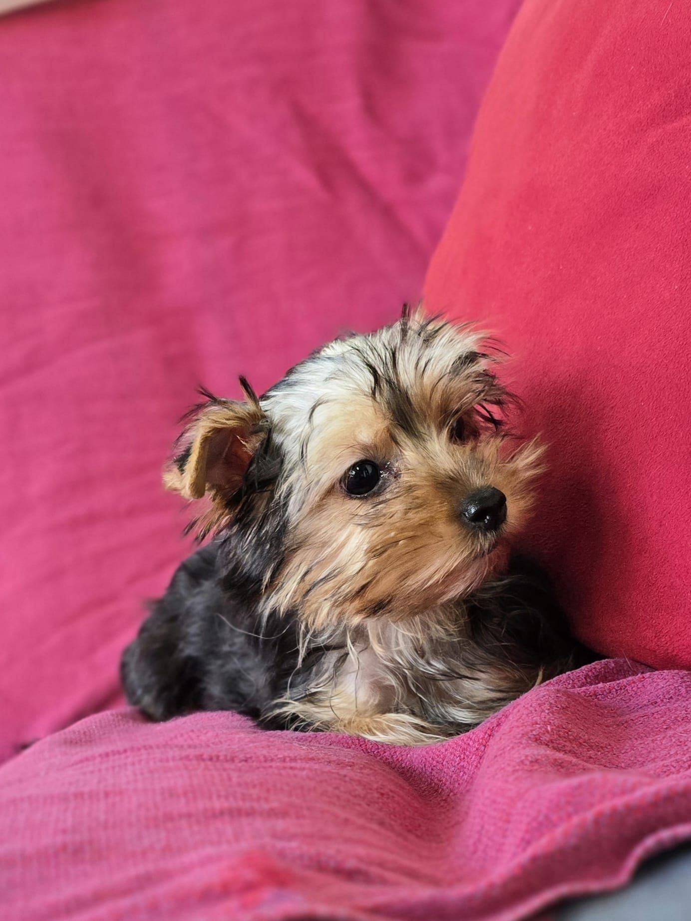 Suczka mini Yorkshire terrier