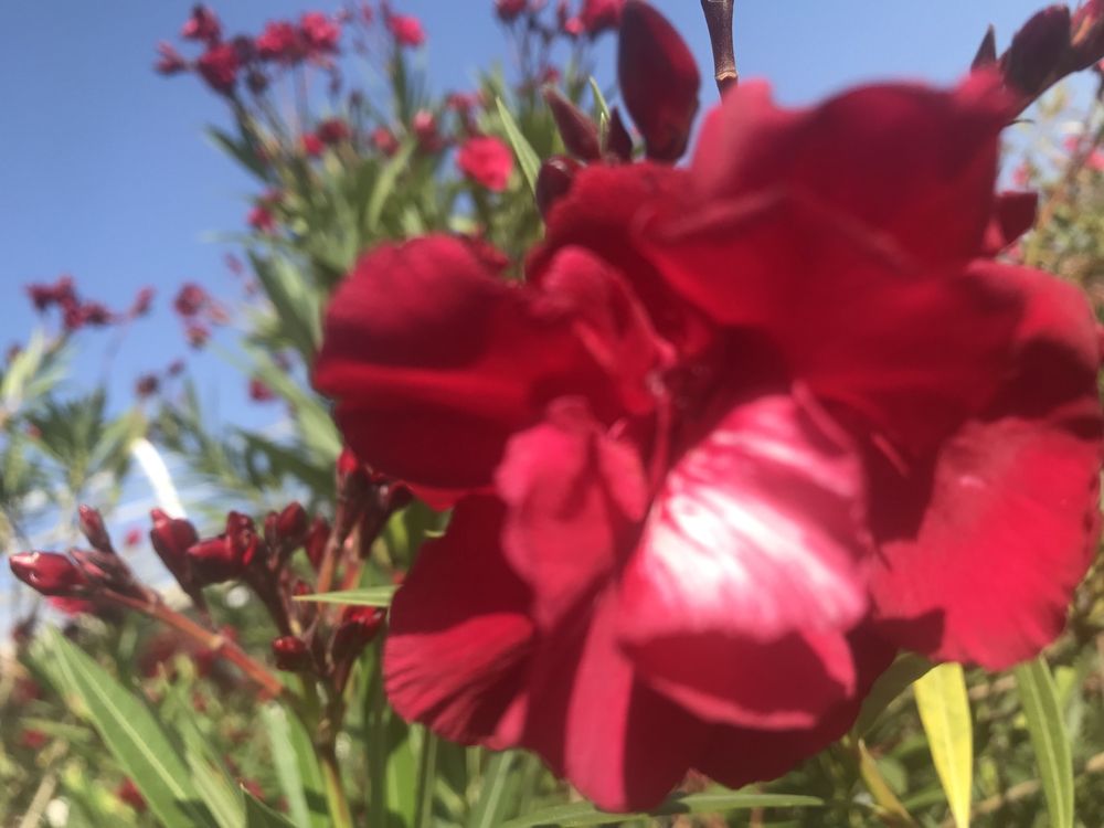 Oleander wiśniowy pełny pachnący kwiatach