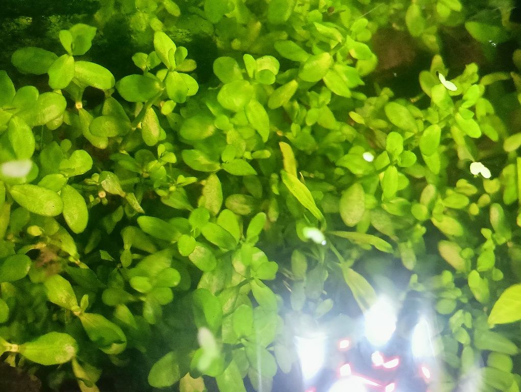 Bacopa monnieri..