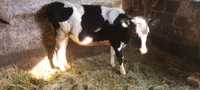 Krowa mięsna cielna i jałówka mleczna