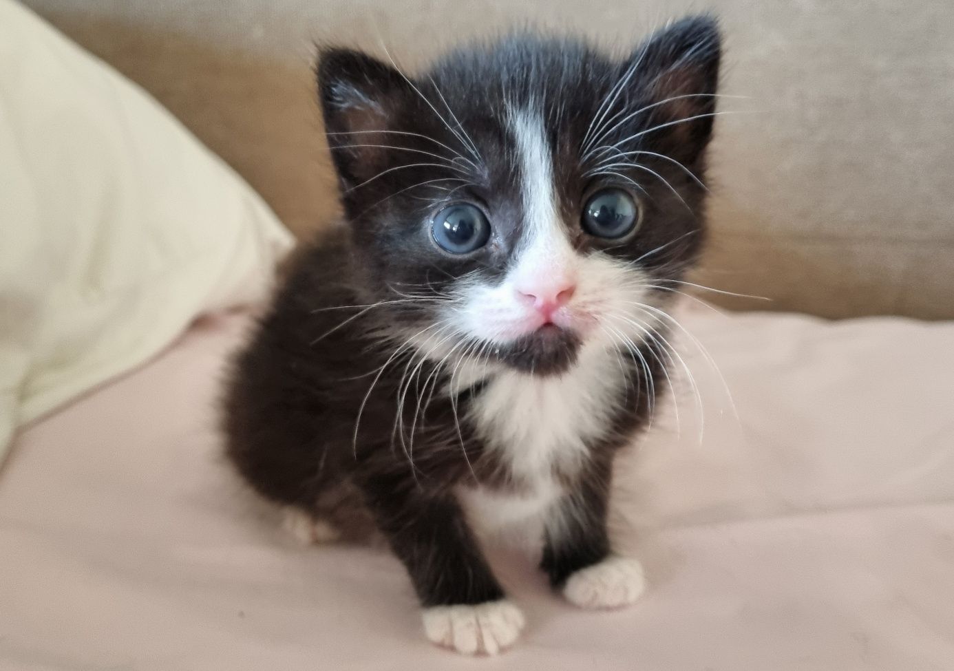 Котенок девочка 5 недель