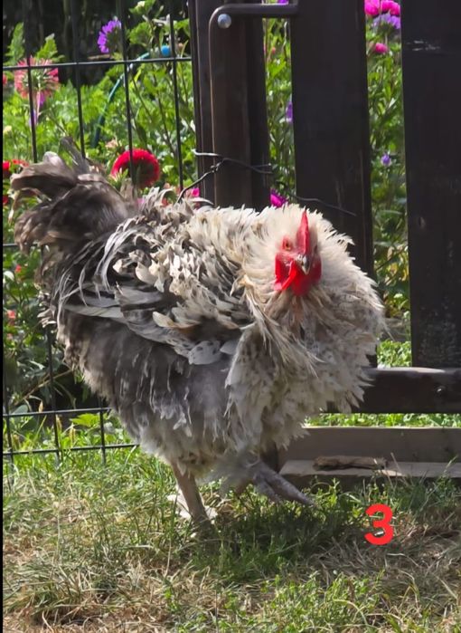 Kogut, kurczaki z własnego chowu