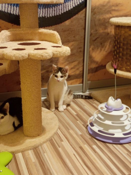 3 miesięczna kotka szuka domu niewychodzącego