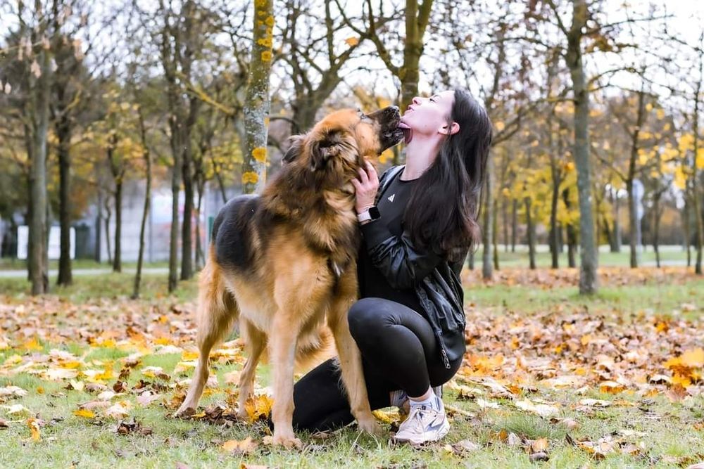 Kochający człowieka psiak w typie Owczarka niemieckiego szuka domku!