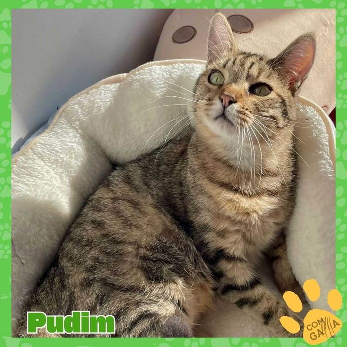 Kiki, Gloria e pudim