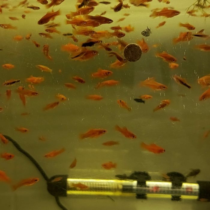 Sprzedam mieczyki młode