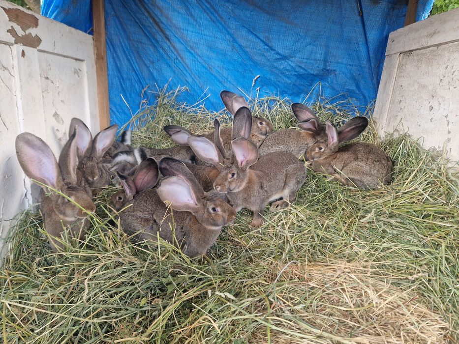 Самки Бельгійського Велетня (Агуті)