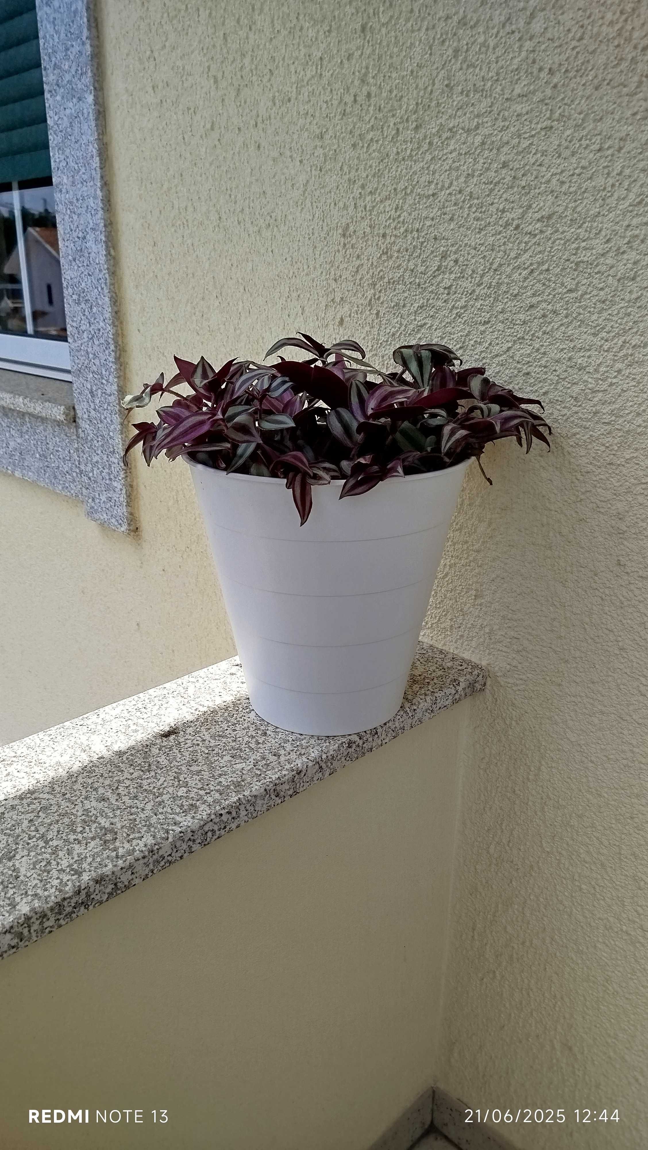 Vaso com trandescantia Zenebris