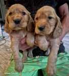 Piesek Cocker Spaniel