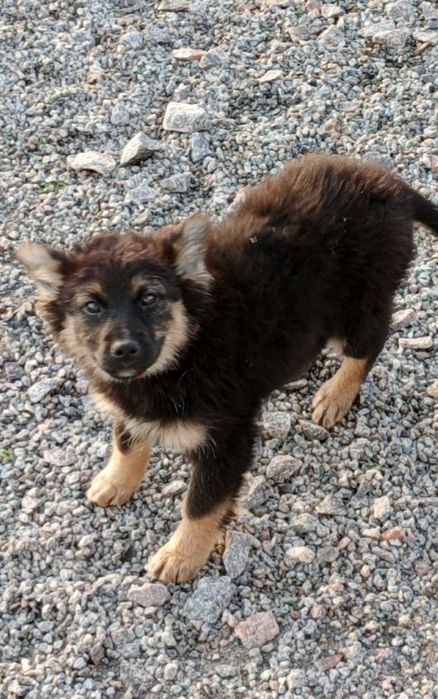 Охоронці в добрі руки