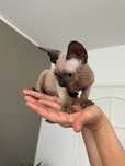 Devon rex, kocurek ,Fpl