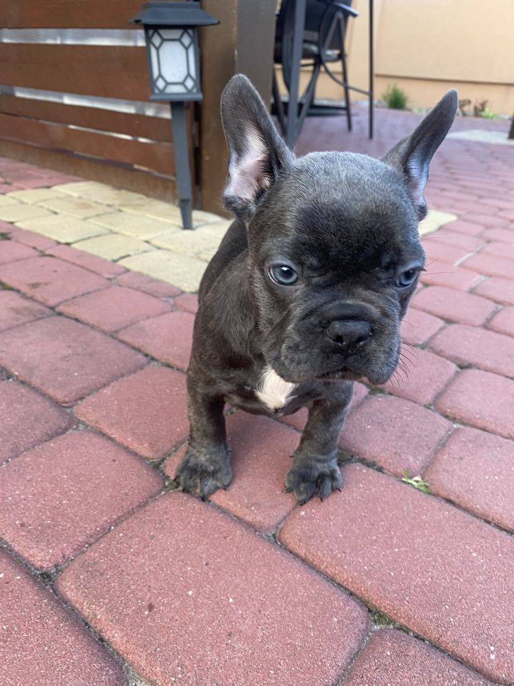 Buldog francuski piesek blue metryczka , czip, wyprawka