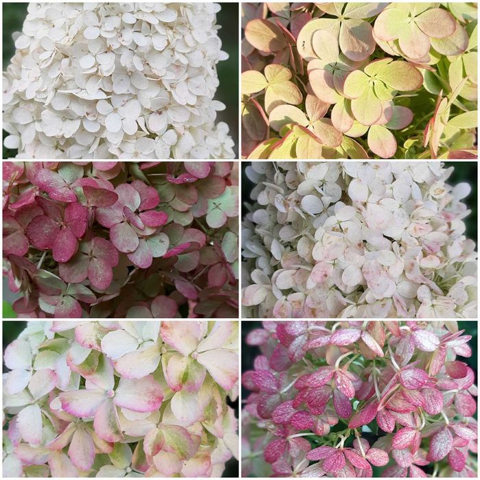 Метельчата гортензія, в горшке С2-3л