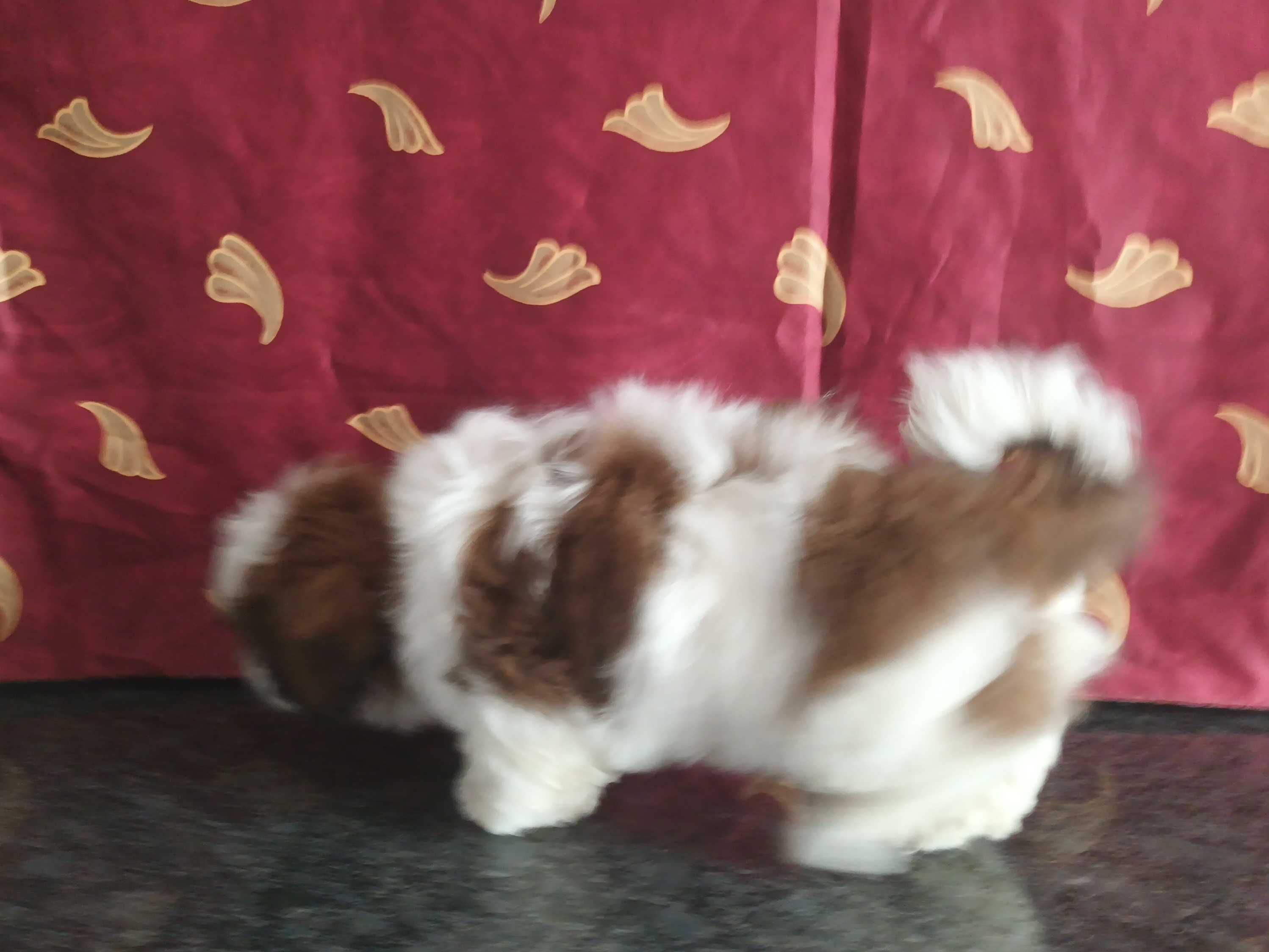 Shih Tzu piesek z rodowodem SWKIPR