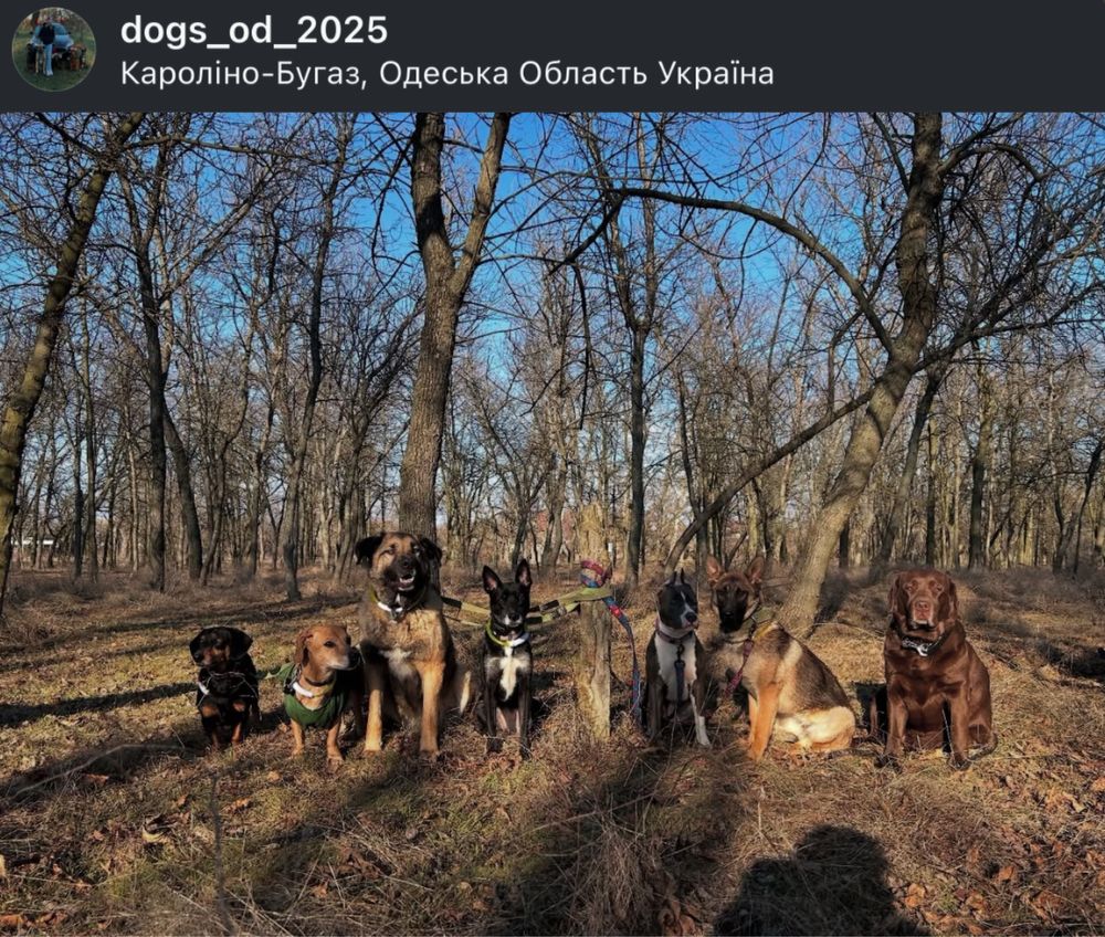 Гостиница для собак, Передержка и Дрессировка Собак, Отель