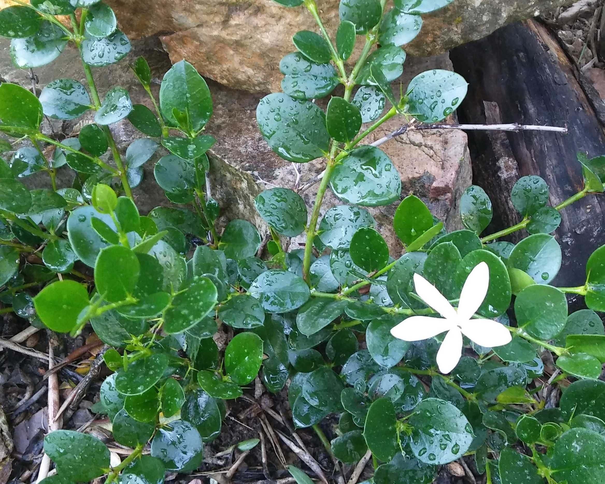 Ameixoeira de Natal Rastejanda  10€