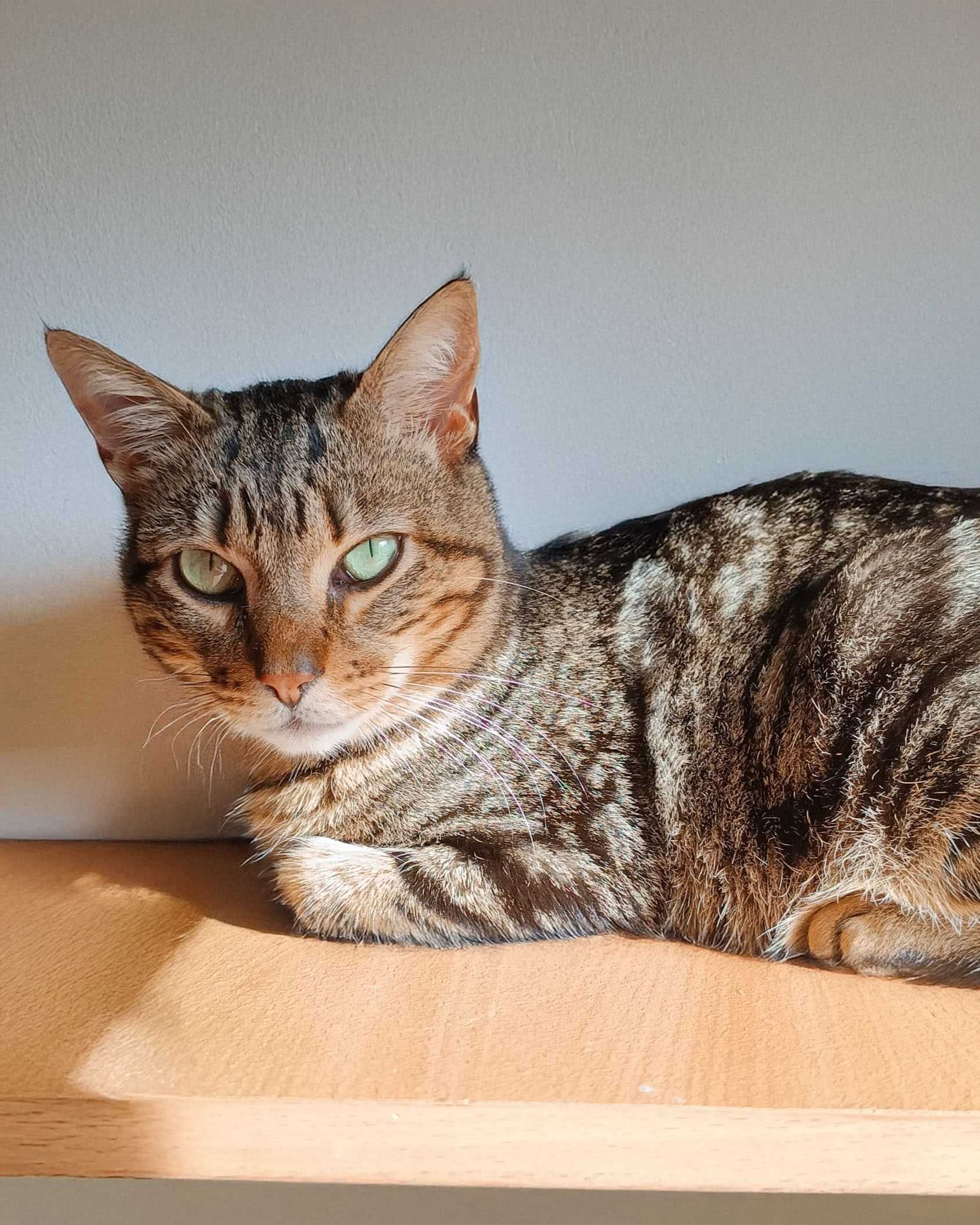 Setúbal / Margem Sul / Lisboa — KODI, gatinho para adoção
