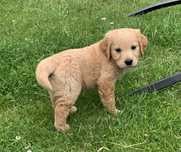Amber złota sunia golden retriever