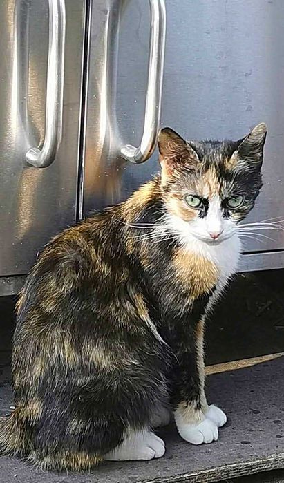 Piękna, miziasta kotka LADY szuka swojego człowieka!!!