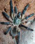 Monocentropus balfouri 2.5-3DC