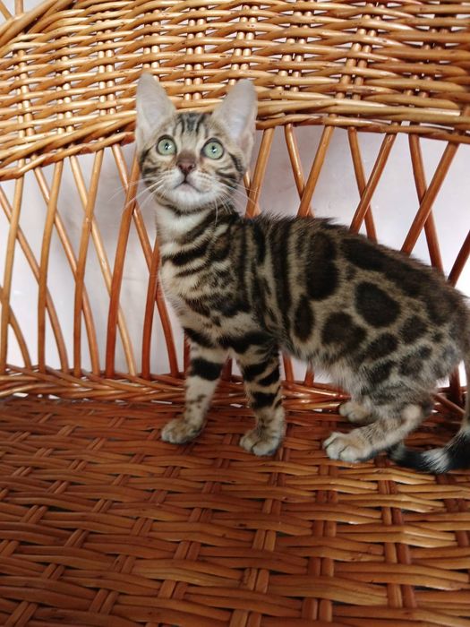 Яркая бенгальская кошечка