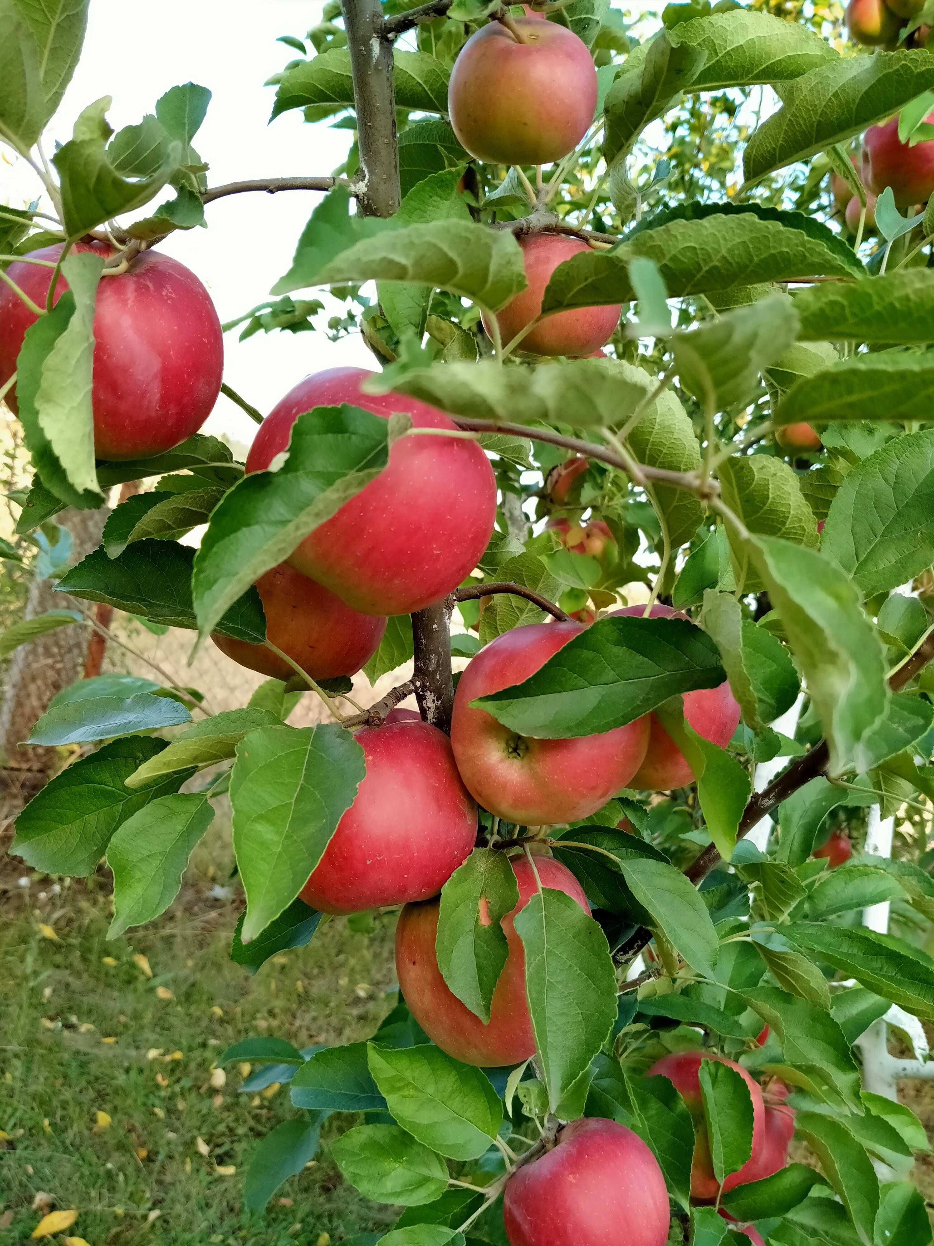 Сушені яблука з власного садка 2022