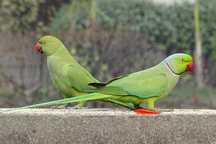 Troco  ring neck verdes por outras aves