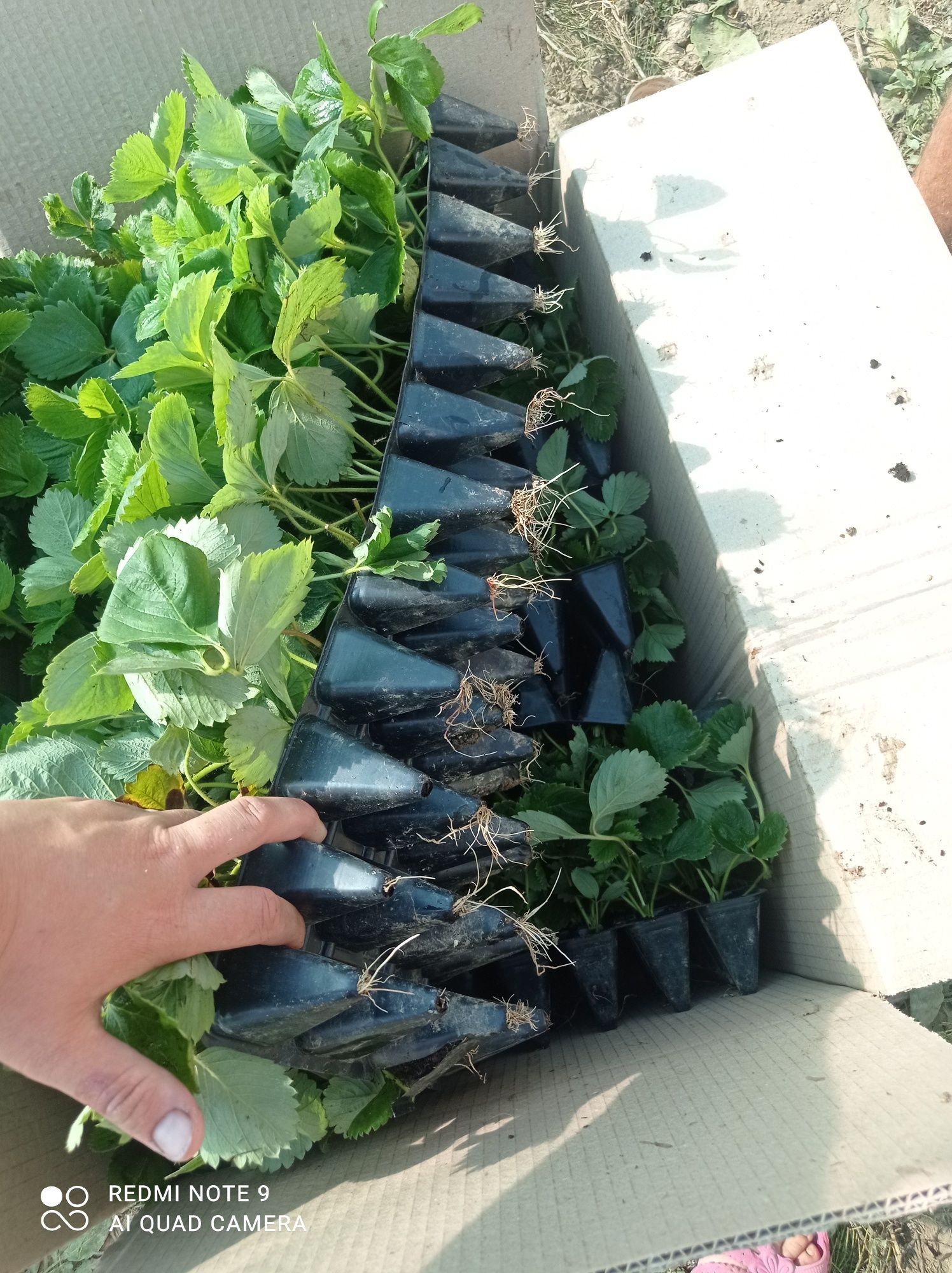 Продам саджанці полуниці, суниці, клубніки, касетна розсада