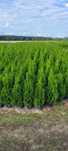 Tuja 100 cm tuje szmaragd 120 thuja brabant 150 cm ostrow wielkopolski