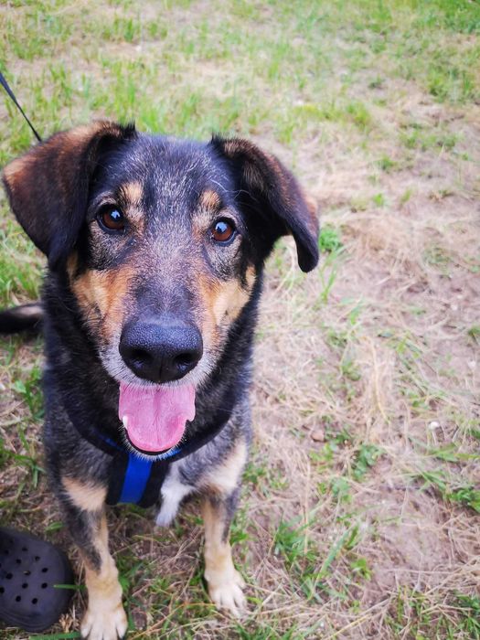 Uroczy Kundelek czeka na Ciebie