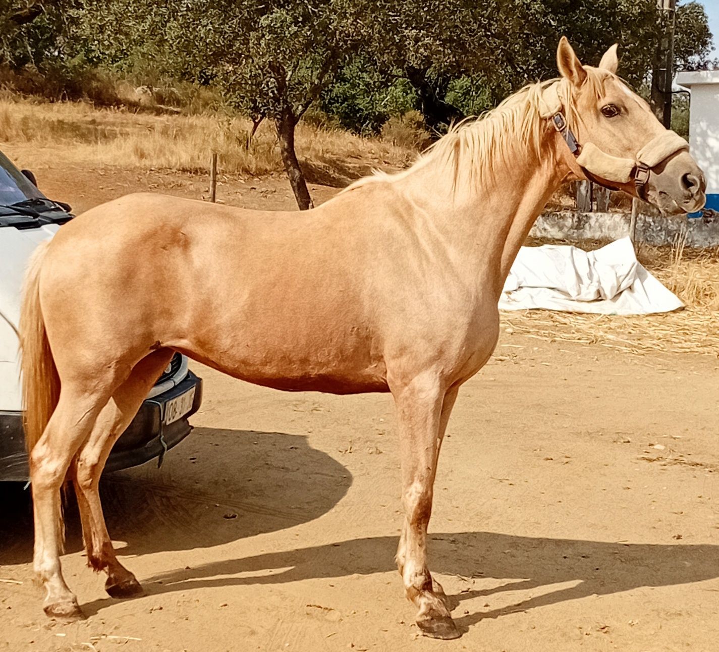 Egua palomina top