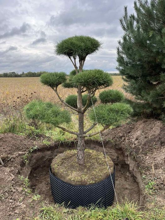 Сосна нівакі крупномір