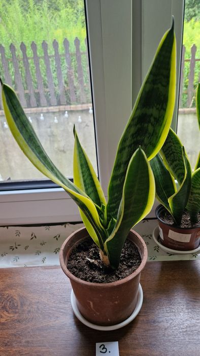 Sanseviera Laurentii sadzonki ukorzenione