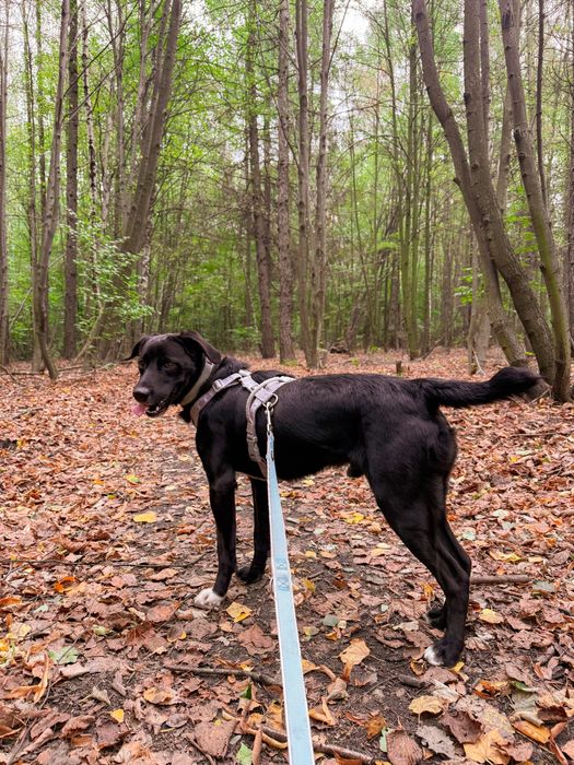 Młody, aktywny pies w typie rasy labrador. Czarny, średniej wielkości.
