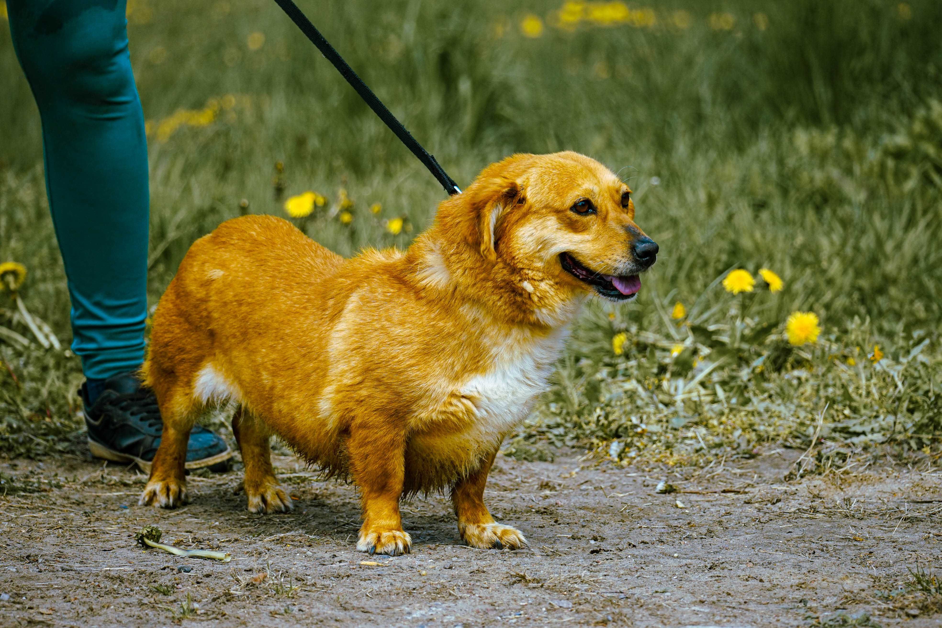 MIKA - śliczna sunia w typie corgi