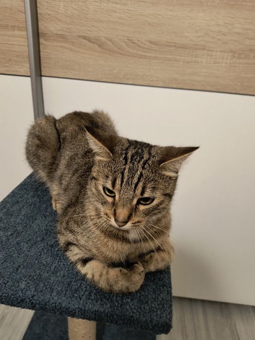 Elegancki drapak dla kota ręcznie wykonany zabawka dla zwierząt