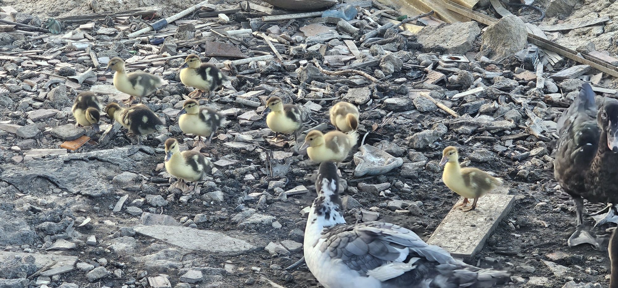 Patos Mudos Adultos