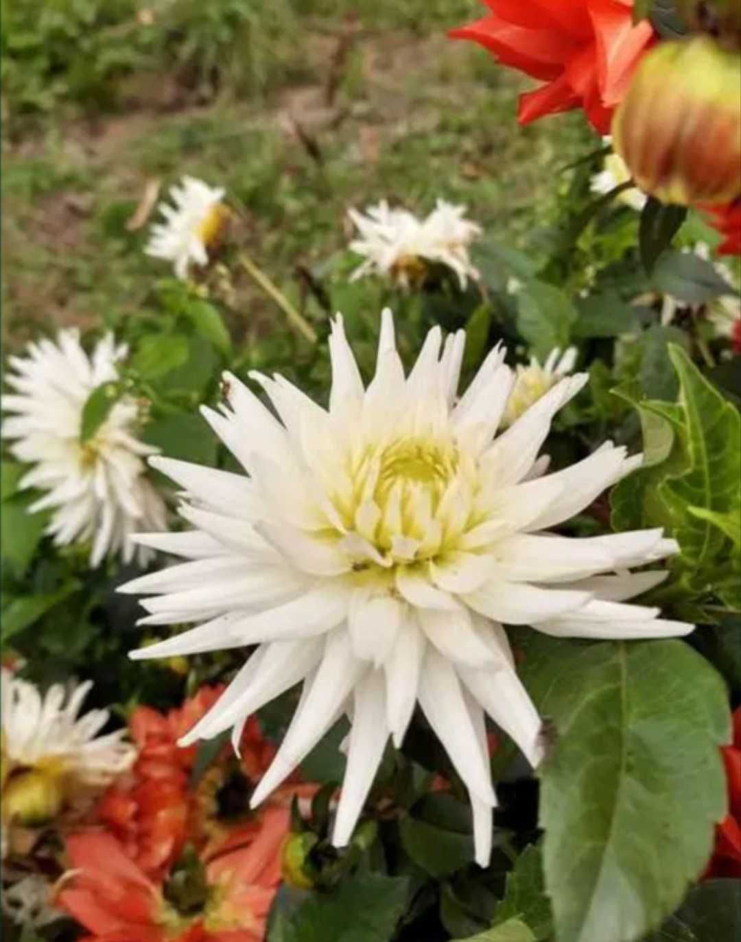 10 sztuk kwiaty ogrodowe duże sadzonki karpy Dalia georginia róż biel