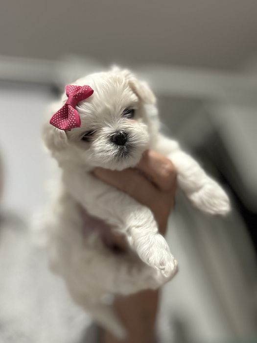 Dziewczynka FCI malutka