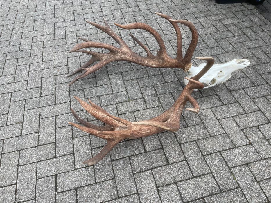 Wieniec jelenia 10,60kg